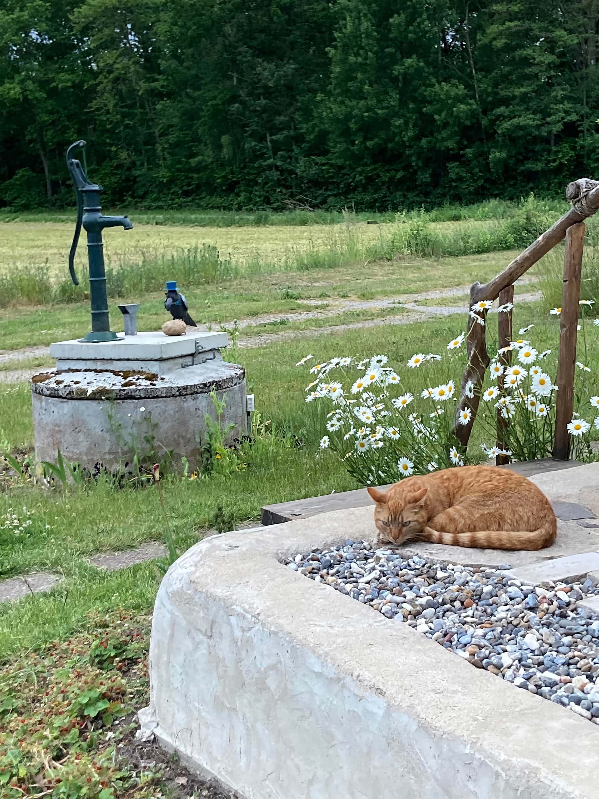Gammaldags handpump på en murad brunn i lantlig miljö.